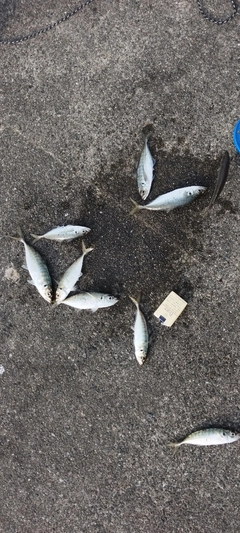 アジの釣果