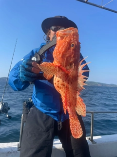 オニカサゴの釣果