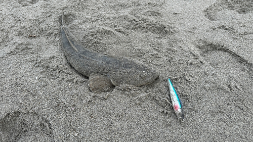 マゴチの釣果