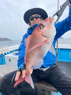 マダイの釣果