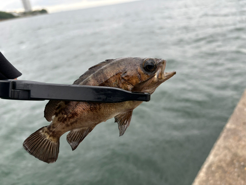 釣果