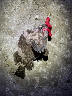 オウゴンムラソイの釣果