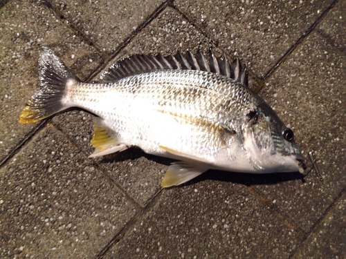 キビレの釣果