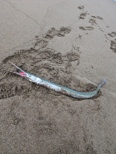 ダツの釣果