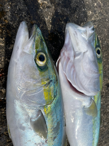 イナダの釣果