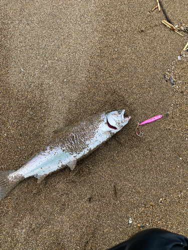 サクラマスの釣果