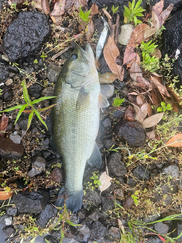 ブラックバスの釣果