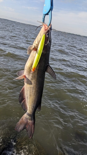 アメリカナマズの釣果