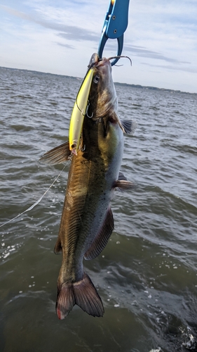 アメリカナマズの釣果