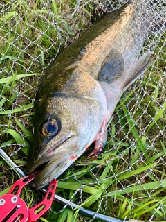 フッコ（マルスズキ）の釣果