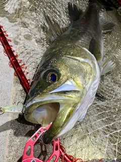 スズキの釣果