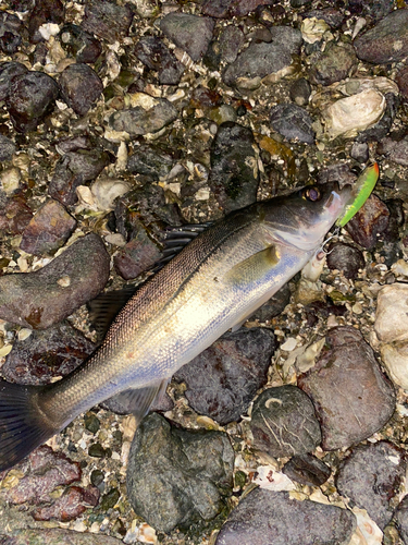 シーバスの釣果