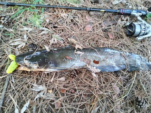 ナマズの釣果