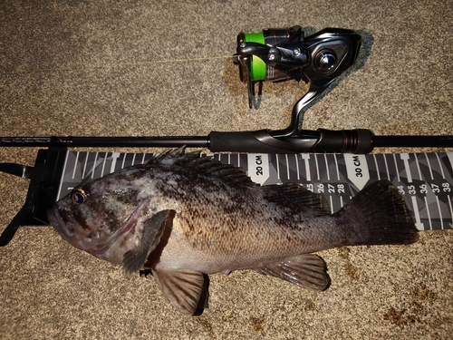 クロソイの釣果