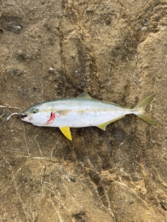 ヒラマサの釣果