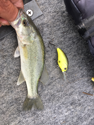 ラージマウスバスの釣果