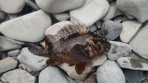 ムラソイの釣果