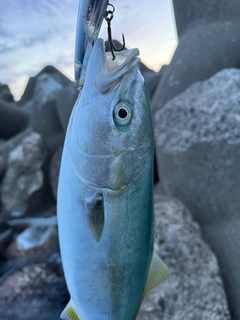 イナダの釣果