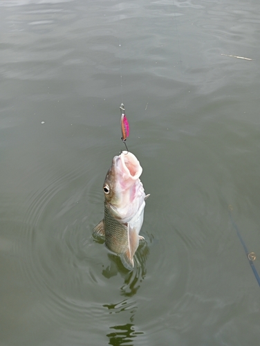 ニゴイの釣果