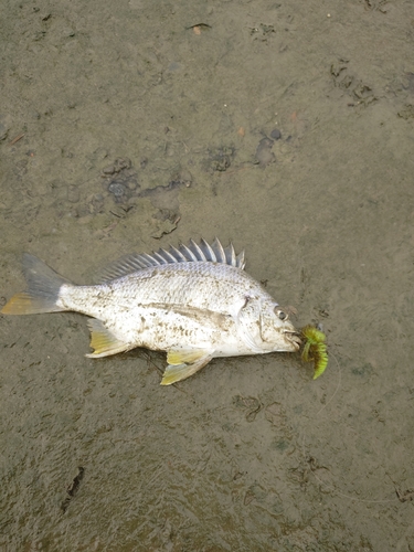 キビレの釣果