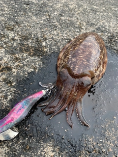 コウイカの釣果