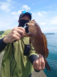 オオモンハタの釣果