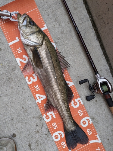 シーバスの釣果