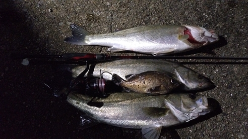 シーバスの釣果