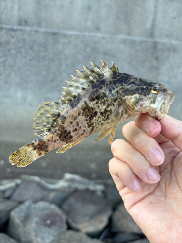 タケノコメバルの釣果