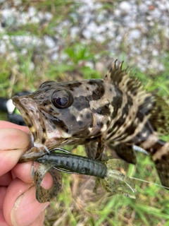 チャイロマルハタの釣果