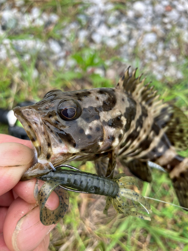 チャイロマルハタの釣果