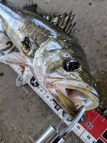 シーバスの釣果