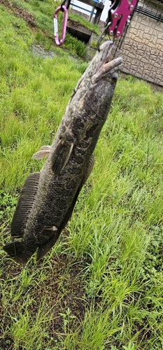 ライギョの釣果