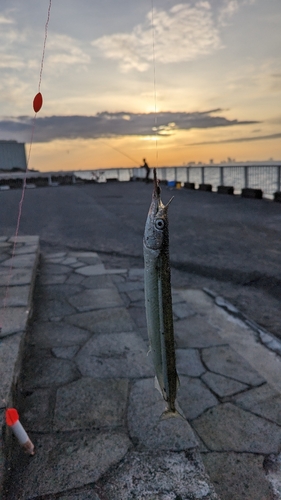 サヨリの釣果