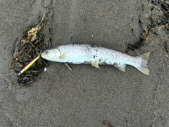 アメマスの釣果