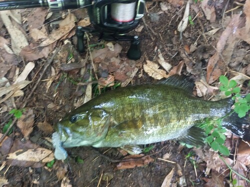 スモールマウスバスの釣果