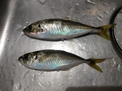 マアジの釣果