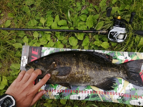 ブラックバスの釣果