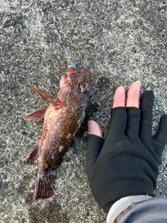 カサゴの釣果