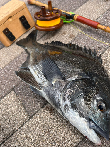 クロダイの釣果