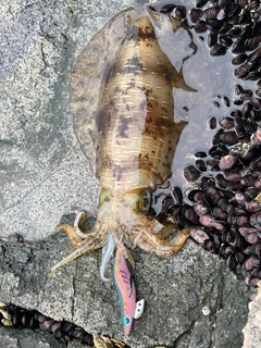 アオリイカの釣果