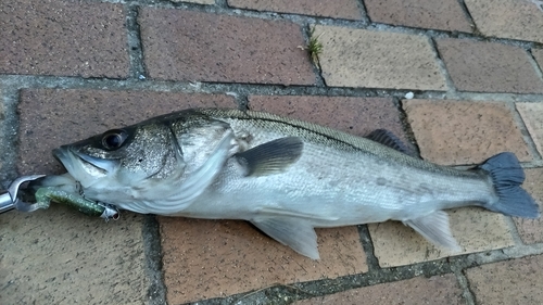 スズキの釣果