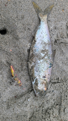 コノシロの釣果