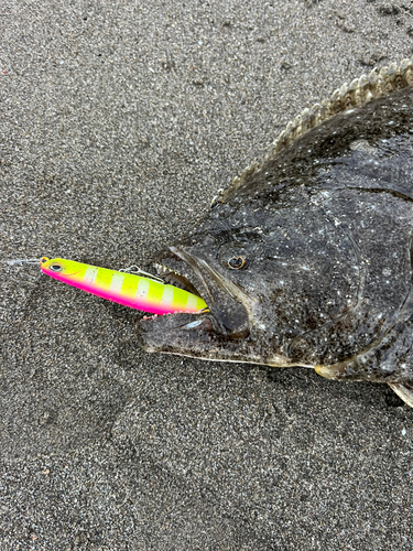 ヒラメの釣果