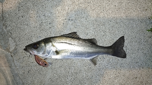 セイゴ（マルスズキ）の釣果