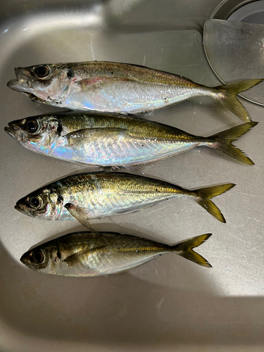 アジの釣果