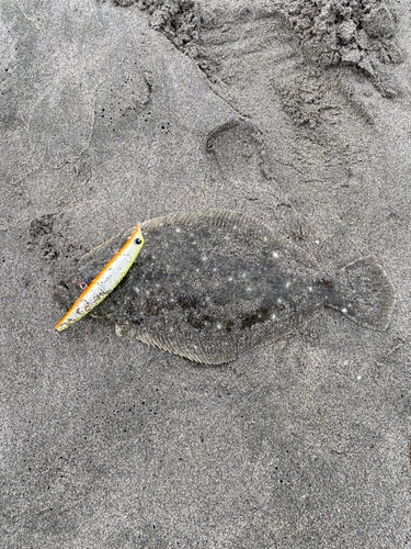 ソゲの釣果