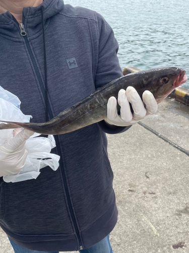 ホッケの釣果