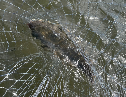 シタビラメの釣果