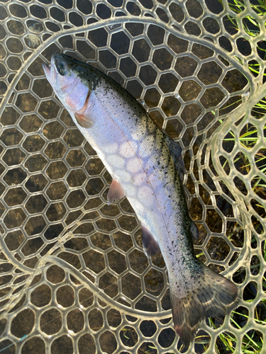 レインボートラウトの釣果